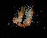 A picture of step 5 of Garlic and Pepper Prawn Serve with Green Jasmine Rice.
