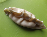 Foto del paso 1 de la receta: Empanadas de jamón con queso Wensleydale muy fáciles, para congelar