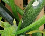 A picture of step 1 of Ratatouille.