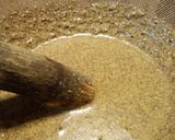 A picture of step 6 of 10-Year Udon in Chilled Egoma Seed Sauce.