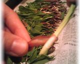 A picture of step 2 of How to Prepare and Enjoy Ramps.