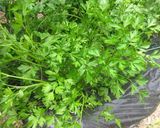 A picture of step 1 of Creamy Italian Parsley Dip.