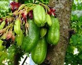 Foto langkah ke 1 dari resep Obat batuk tradisional bayi dan anak.