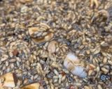 Foto del paso 9 de la receta: Arroz Negro Fácil