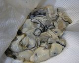 A picture of step 1 of Simple Oyster Ajillo (Simmered in Oil).
