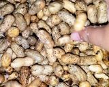 Foto langkah ke 1 dari resep Kacang kukus asin.