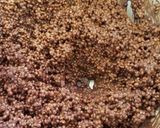 Foto del passaggio 3 della ricetta Quino-ciock (Ciocorì di quinoa) 🍫