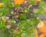 Foto langkah ke 8 dari resep Bakso Lohua Ayam Udang Stock Frozen Food.