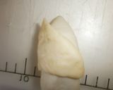 A picture of step 5 of Bamboo Shoot Shaped bread.