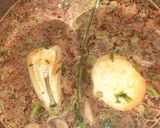 Anyukám zöldborsós gombalevese 🥰 recept fázis 2 fotója