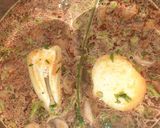 Anyukám zöldborsós gombalevese 🥰 recept fázis 2 fotója
