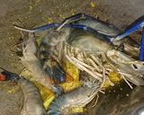 Foto langkah ke 2 dari resep Udang Bumbu Kuning Kering.