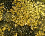A picture of step 35 of Garlic Chips and Garlic Oil.