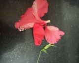 A picture of step 1 of Hibiscus Fresca.