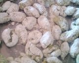 Foto del paso 5 de la receta: Ñoquis de papa y espinaca