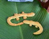 Foto langkah ke 8 dari resep Salt Bread Roti Buaya.