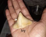 মিনি সিঙাড়া(Mini Singara recipe in Bengali) রেসিপির ধাপ 4 ছবি
