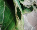 A picture of step 5 of Stir Fry Bok Choy with Creamy Mushrooms Sauce.