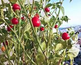 Foto del paso 2 de la receta Chile en aceite de oliva orgánico
