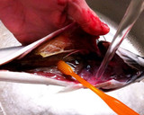 A picture of step 5 of How to Fillet a Whole Fish.