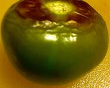 A picture of step 5 of Chili Verde.