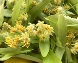 Foto del paso 1 de la receta: Infusión fría de tila y María Luisa, con limón, jengibre y miel