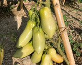 Foto del paso 1 de la receta: Mermelada de tomates verdes con limón jengibre y canela, en Thermomix