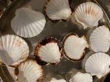 Vieiras con Salsa de Coral