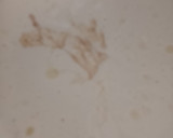 Foto del paso 2 de la receta: Budín de banana económico