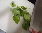 Foto del paso 2 de la receta: Trucha a la plancha con ajo y perejil