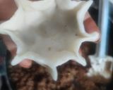A picture of step 4 of Modak.