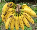 Foto langkah ke 1 dari resep Bolen Pisang Raja (100 Pieces).