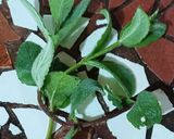 Foto del paso 2 de la receta: Sour de apio y menta