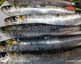 Foto del paso 1 de la receta: Sardinas a la plancha