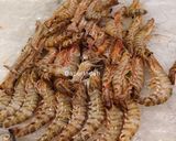 Foto langkah ke 1 dari resep Udang sauce tiram.