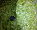 A picture of step 3 of Spicy Mumbai Style Green Chutney.