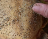 Foto del paso 2 de la receta: Pollo 