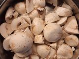 Mushroom Magic