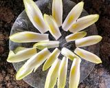 Foto del paso 1 de la receta: Endibias con anchoas