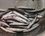 Foto del paso 1 de la receta: Boquerones aliñados en vinagre, con tomate, ajo y perejil