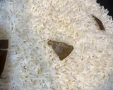صورة لخطوة 2 من وصفة رز ابيض مضبوط جداً