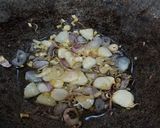 Foto langkah ke 2 dari resep Ayam Sampyok Khas Betawi.