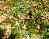 A picture of step 1 of Yam n spinach sauce with smoked chicken and fish.