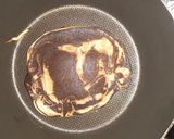 Foto del paso 5 de la receta: Hot Cake con Miel de Mapple