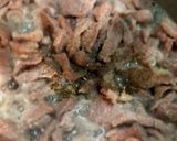 Tejfölös mustáros ragu recept fázis 5 fotója