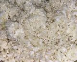 A picture of step 4 of Gobhi paratha.