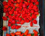 Habanero szósz recept fázis 1 fotója