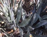 A picture of step 1 of California Farm Fresh Agave Nectar.