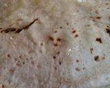ड्राईफ्रूट्स मिक्स रोटी के लड्डू /चूरमा लड्डू (Dry fruits mix roti ke ladoo/ churma ladoo in Hindi) रेसिपी चरण 1 फोटो