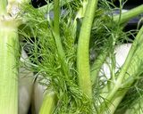 Foto del passaggio 1 della ricetta 14 • Pesto con barbe di finocchio